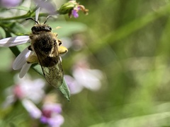 Colletes compactus compactus