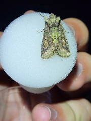 Allophyes oxyacanthae