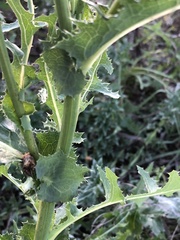Sonchus asper