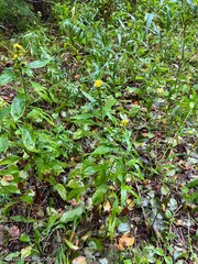 Solidago rugosa
