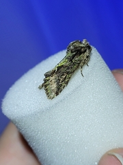 Allophyes oxyacanthae