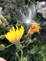 Sonchus asper