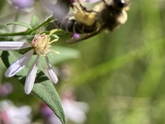 Colletes compactus compactus
