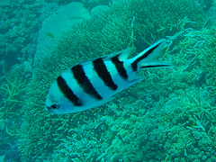 Abudefduf sexfasciatus