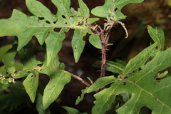 Solanum nobile
