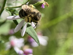 Colletes compactus compactus