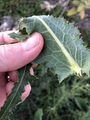 Sonchus asper