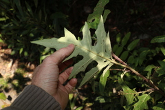 Solanum nobile