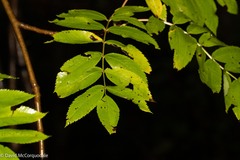 Sorbus americana