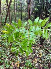 Sorbus americana