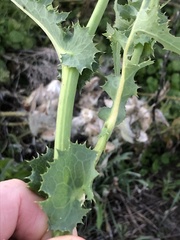 Sonchus asper