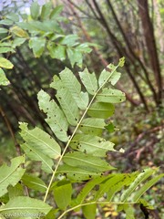 Sorbus americana