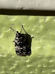 Scoparia exhibitalis