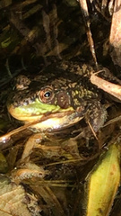 Lithobates clamitans