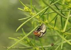 Leptinotarsa lineolata