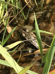 Lithobates clamitans
