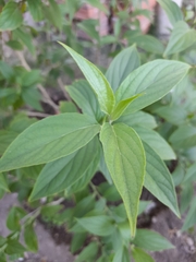 Cnicothamnus lorentzii
