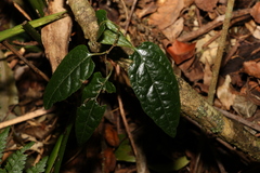 Parsonsia velutina