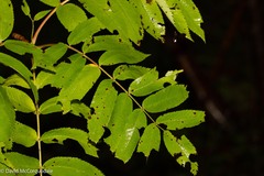 Sorbus americana