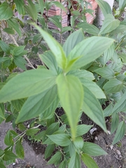 Cnicothamnus lorentzii