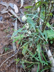 Pimelea axiflora axiflora
