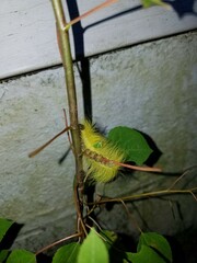 Acronicta americana