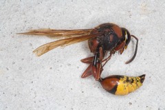 Delta unguiculatum