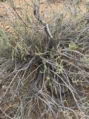 Eriocephalus ericoides