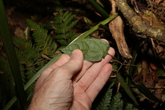 Parsonsia velutina