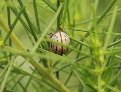 Leptinotarsa lineolata