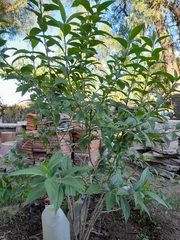 Cnicothamnus lorentzii