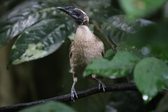 Philemon buceroides yorki