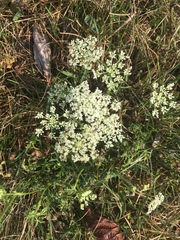 Daucus carota