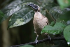 Philemon buceroides yorki