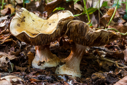 Stinking Brittlegill