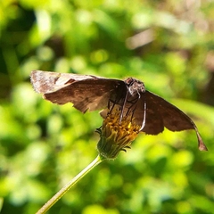 Pyrginae