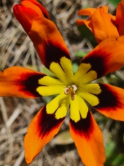 Sparaxis tricolor