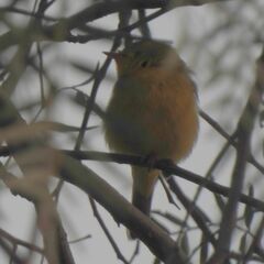 Leiothlypis ruficapilla