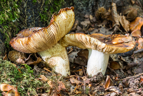 Stinking Brittlegill