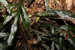 Blechnum patersonii