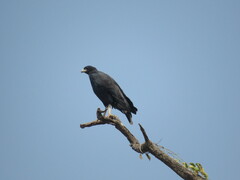 Buteogallus urubitinga