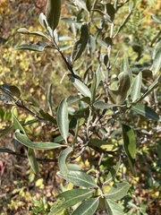 Elaeagnaceae
