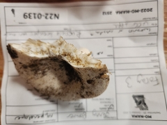 Russula brevipes acrior