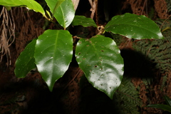 Pennantia cunninghamii