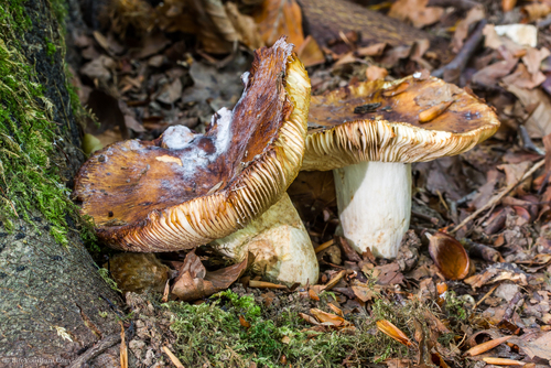 Stinking Brittlegill