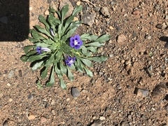 Aptosimum procumbens