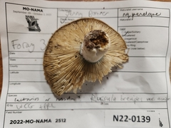 Russula brevipes acrior