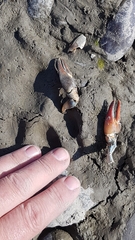 Pacifastacus leniusculus