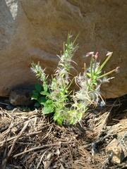 Epilobium