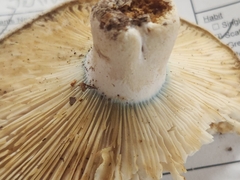 Russula brevipes acrior